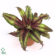 Cryptanthus bivittatus Red Star 5,5Ø 10cm