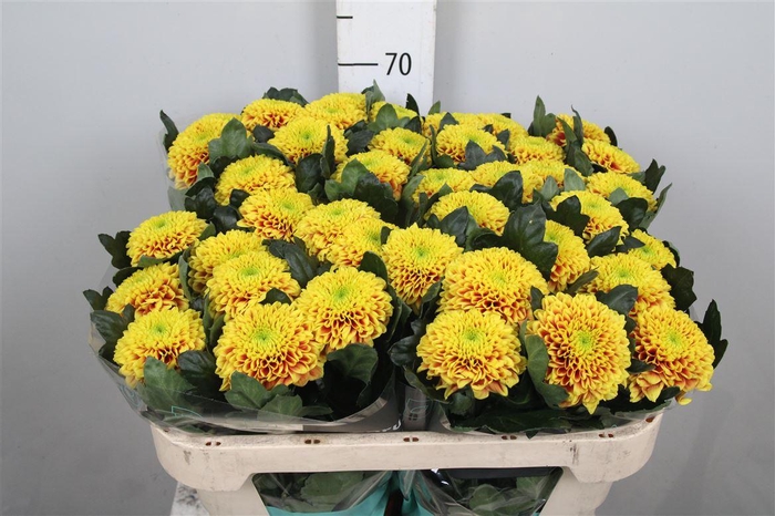 <h4>Chr G Tropicana</h4>