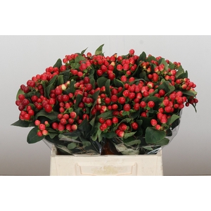 Hypericum True Romance
