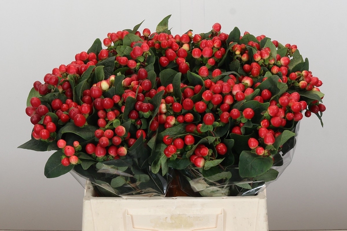 Hypericum True Romance