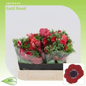ANEM CO GALIL ROOD