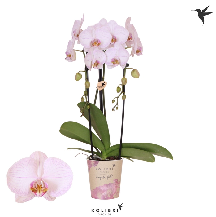<h4>Kolibri Orchids Cascade Niagara Fall True Love 2 spike</h4>