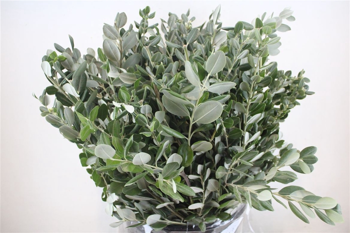 <h4>Pittosp Ralphi Leaves 400gr P Bunch</h4>