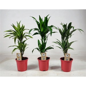 Dracaena mix 30-10 65cm