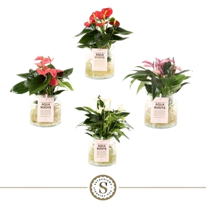 Aqua Roots Sierglaslas Top Mix