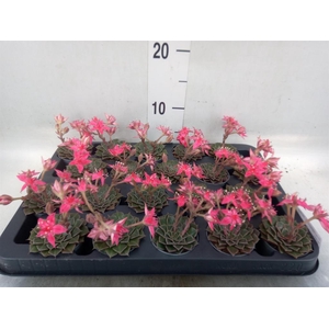 Graptopetalum tacitus