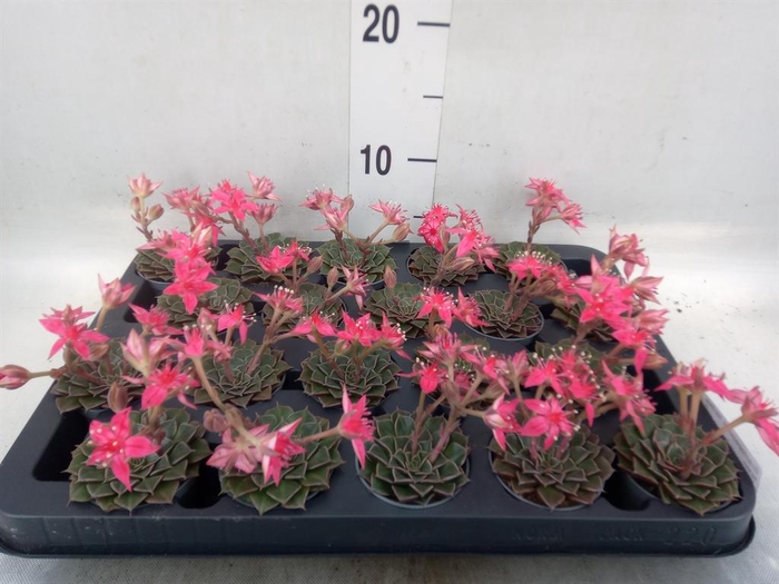 <h4>Graptopetalum tacitus</h4>