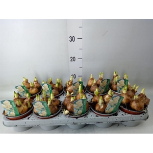 Narcissus DU 'Bridal Crown'