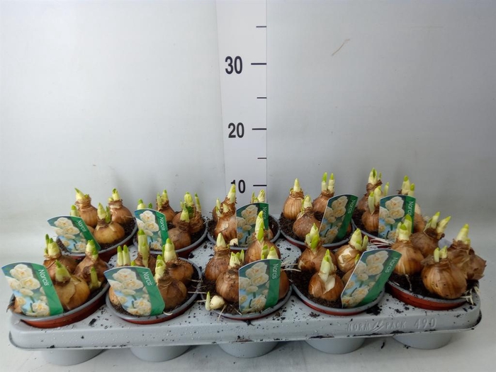 <h4>Narcissus DU 'Bridal Crown'</h4>