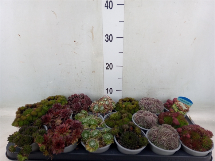 <h4>Sempervivum   ...mix</h4>