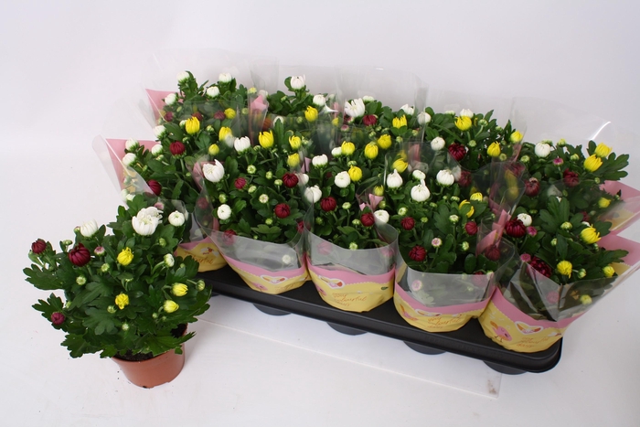 <h4>CHRYS GEM IN POT</h4>