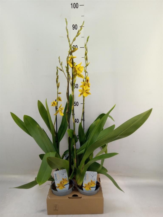 <h4>Orchideeen   ...</h4>