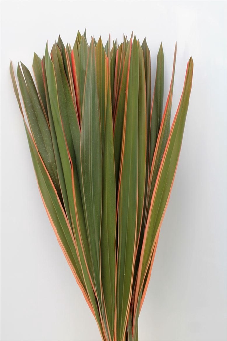 <h4>Phormium Tenax Col Abs Red</h4>