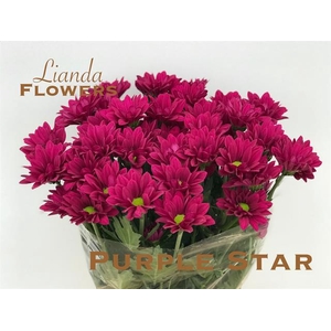 CHR T PURPLE STAR