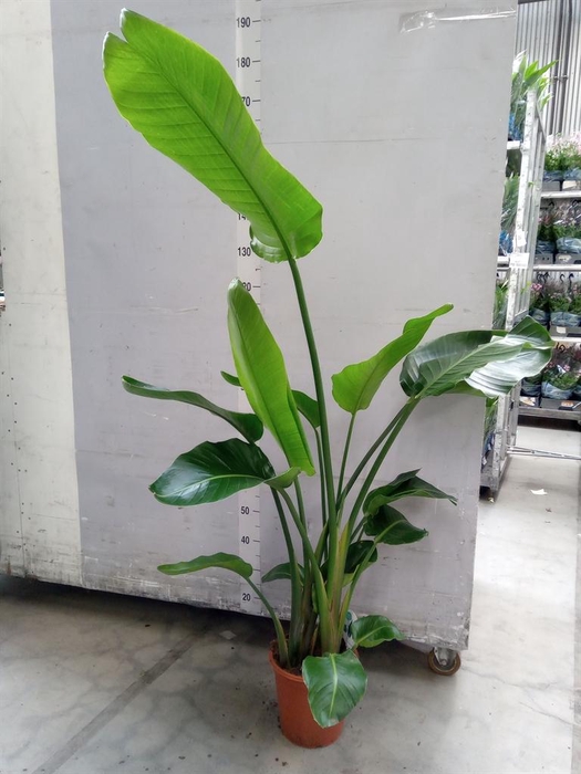 <h4>Strelitzia nicolai</h4>