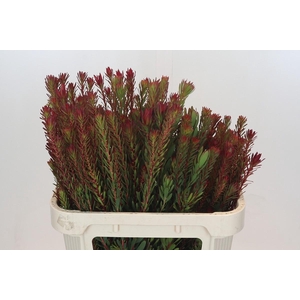 Leucadendron Safari Sunset Spray