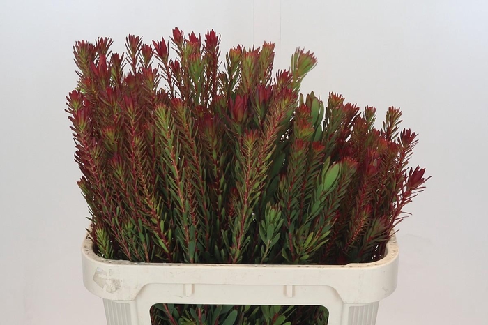 <h4>Leucadendron Safari Sunset Spray</h4>