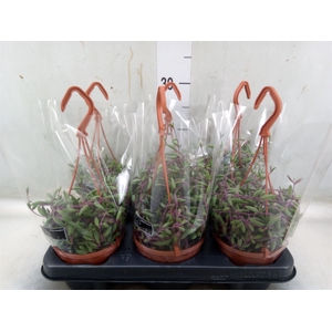 Senecio herreianus 'Purple Flush'