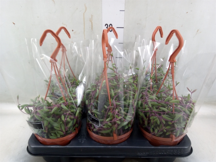 <h4>Senecio herreianus 'Purple Flush'</h4>