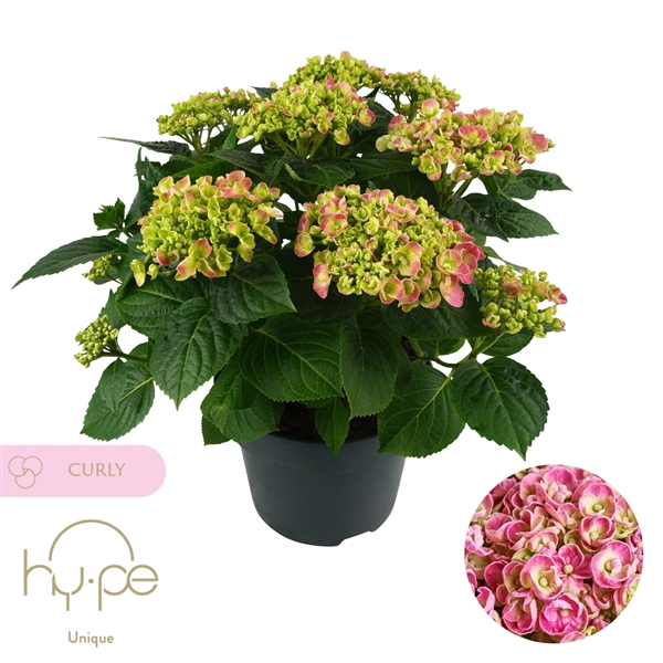 <h4>Hydrangea Curly Wurly Pink 7+ | Hy-pe Unique</h4>