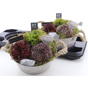 ARR SEMPERVIVUM