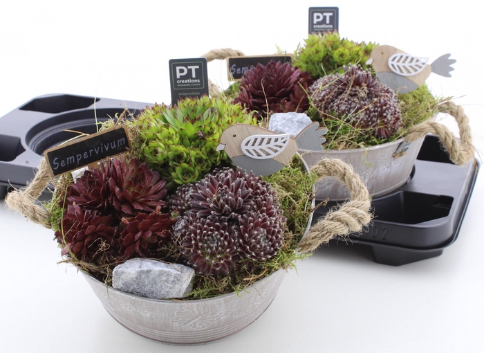 <h4>ARR SEMPERVIVUM</h4>