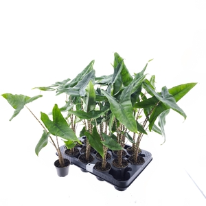 ALOC ZEBRINA