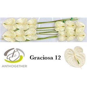 Anth A Graciosa
