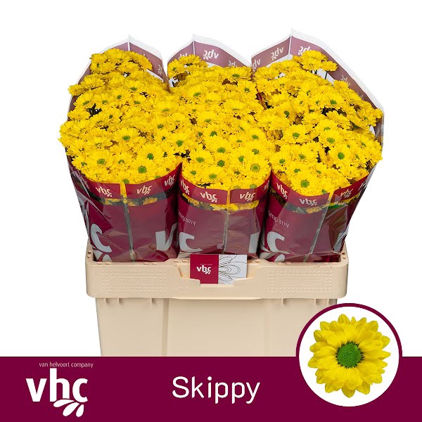 <h4>Chr San Skippy Yellow Helvoort</h4>