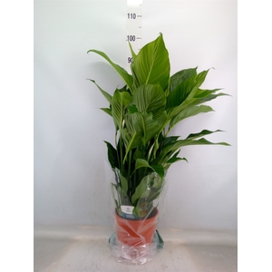 Spathiphyllum  'Sweet Lauretta'