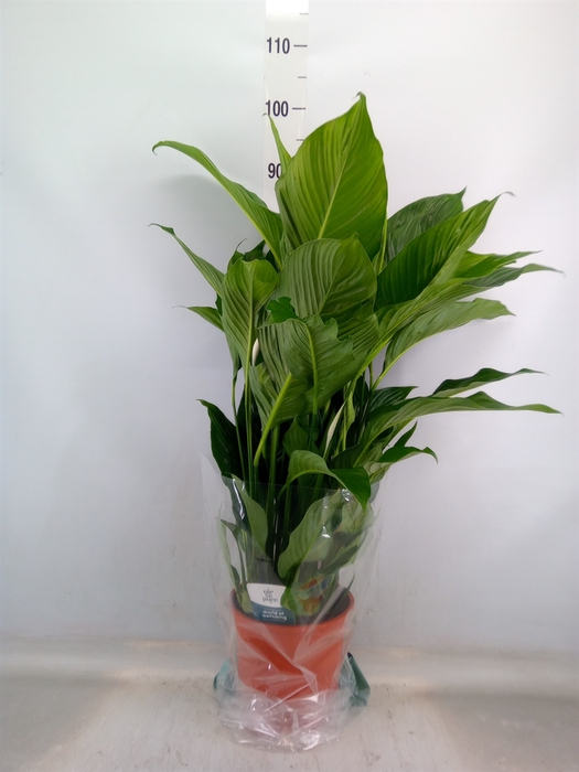 <h4>Spathiphyllum  'Sweet Lauretta'</h4>