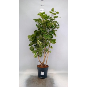 Polyscias scutellaria 'Balfourii'