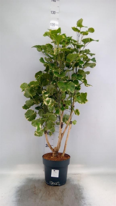 <h4>Polyscias scutellaria 'Balfourii'</h4>