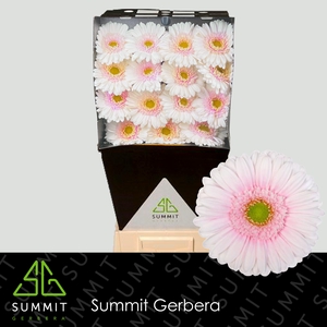 Gerbera Michelle Diamond