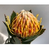 Leucospermum Kelsey