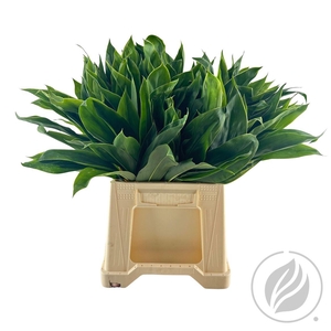 Cordyline Snow Queen 52 Cm