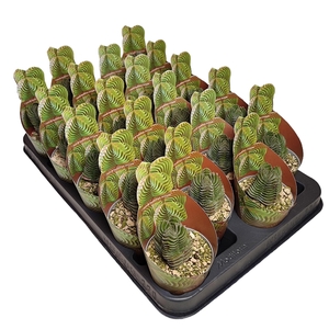 CRASSULA 'BUDDHA'S TEMPLE' - POT Ø 6,5 SHAPED POTCOVER - TRAY 20 PCS (SUCCULENTEN)