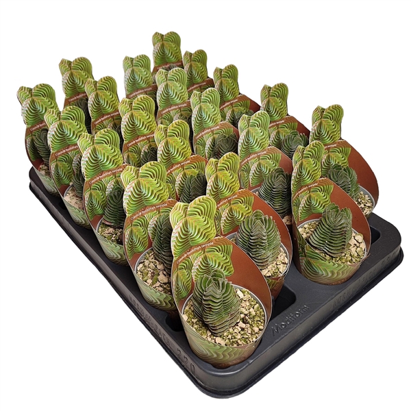 <h4>CRASSULA 'BUDDHA'S TEMPLE' - POT Ø 6,5 SHAPED POTCOVER - TRAY 20 PCS (SUCCULENTEN)</h4>