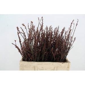 MYRICA GALE (GAGEL)