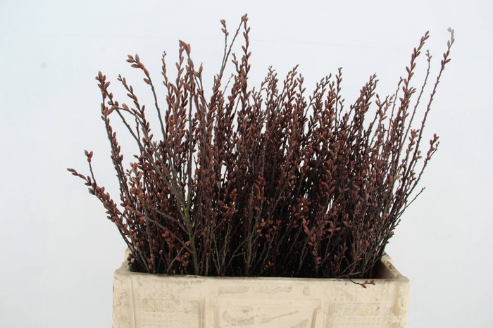 <h4>MYRICA GALE (GAGEL)</h4>