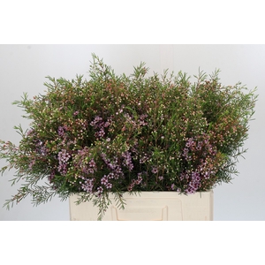 Chamelaucium Early Nir
