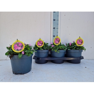 EROD X VA BISHOPS FO