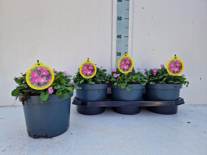 <h4>EROD X VA BISHOPS FO</h4>