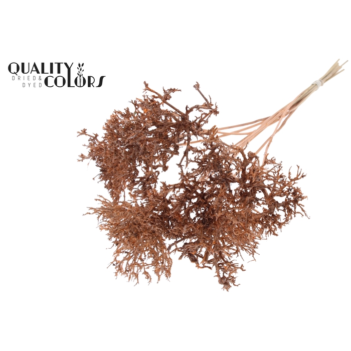 <h4>Dry Tree on stem Frosted Salmon</h4>