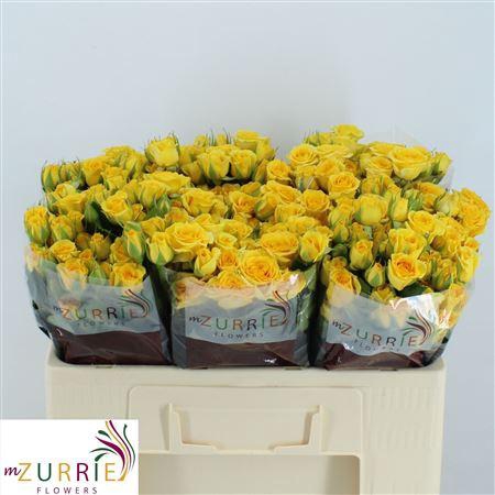 <h4>R Tr Yellow Babe</h4>