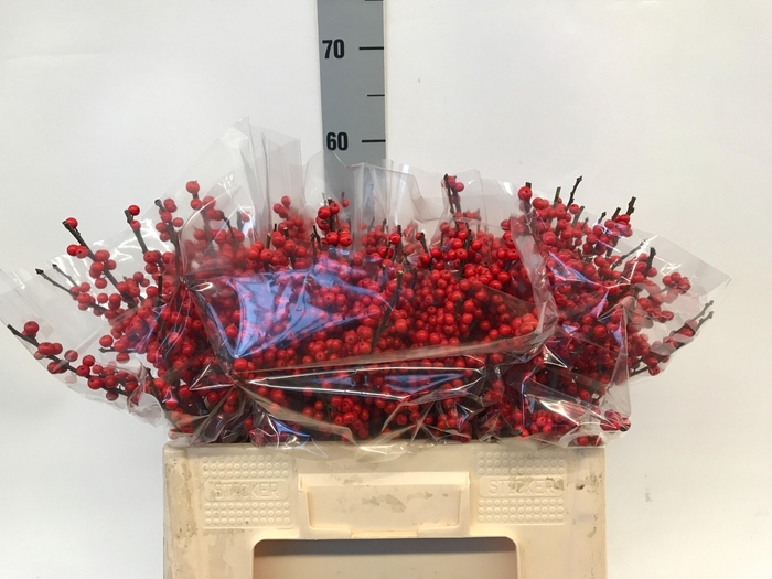 <h4>ILEX VE RODE BES</h4>