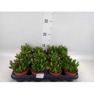 Crassula ovata 'Hobbit'