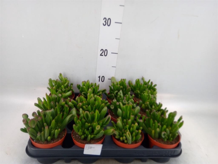 <h4>Crassula ovata 'Hobbit'</h4>