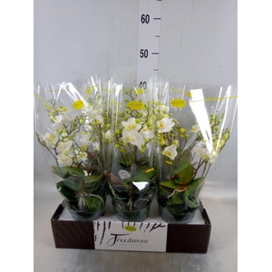 Phalaenopsis multi.   ...white