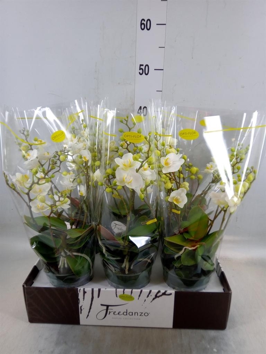 <h4>Phalaenopsis multi.   ...white</h4>